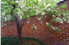 Serpentine Wall and Flowering Tree, UVA