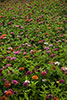 Zinnias in the Shenandoah Valley, VA