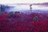  Morning Fog in Fall at Dolly Sods Wilderness Area, West VA