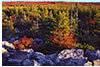  Fall at Dolly Sods Wilderness Area, West VA