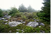 Foggy Mountain Top at Spruce Knob, West VA