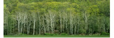 Early Spring Panorama, Seneca Rocks, WVA