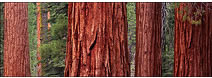 Giant Sequoia Trees, Mariposa Grove, Yosemite National Park, CA