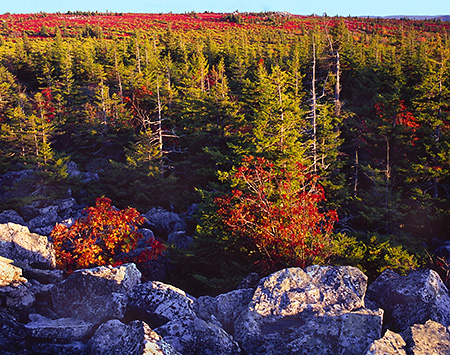  Fall at Dolly Sods Wilderness Area, West VA