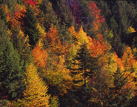 Fall Colors at Blackwater Falls State Park, West VA 