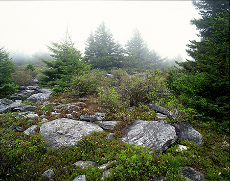 Foggy Mountain Top at Spruce Knob, West VA