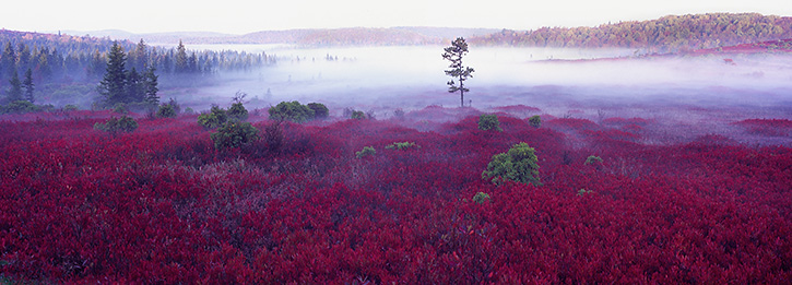 Foggy Fall Morning at Dolly Sods Wilderness Area, West VA 